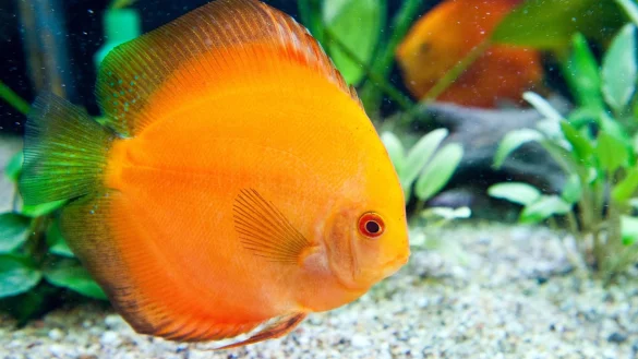 Diskusfische m&ouml;gen Schatten - &copy; Foto: Andrea Warnecke/dpa-tmn