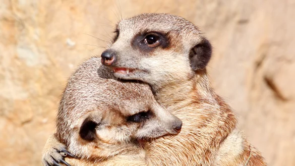 Zwei Erdm&auml;nnchen umarmen sich im Zoo. Der j&auml;hrlich wiederkehrende &laquo;Weltknuddeltag&raquo; (Englisch: National Hugging Day) soll uns am 21. Januar dazu bewegen, uns mehr in den Arm zu nehmen. - &copy; Roland Weihrauch/dpa