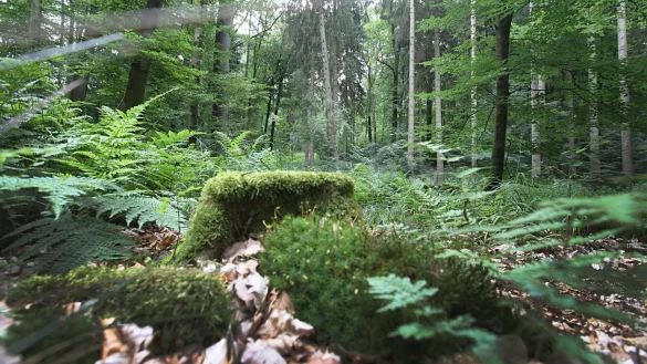 Idylle in Bad Salzuflen: Hier besitzt der Landesverband kleinere Waldst&uuml;cke. - &copy; Vera Gerstendorf-Welle