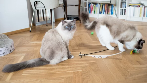 Katzen beim Spielen - &copy; Foto: Henrik Josef Boerger/dpa-tmn