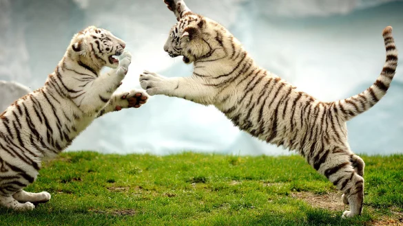 Regelm&auml;&szlig;ig stellt sich bei den wei&szlig;en Tigern des Safariparks Nachwuchs ein. Betreut werden diese besonderen Katzen mit den blauen Augen in erster Linie von Jeanette Wurms. Diese Aufnahme stammt aus dem Fr&uuml;hjahr dieses Jahres. - &copy; Andreas Fruecht