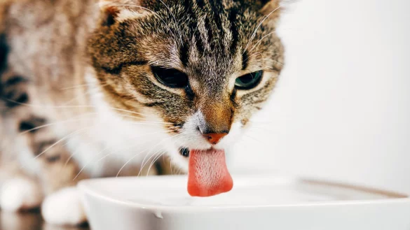 Katze an einer Trinkschale - &copy; Foto: Bundesverband f&uuml;r Tiergesundheit e.V.