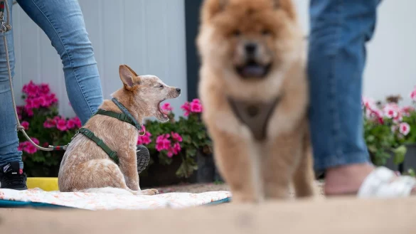 Hundeexperten warnen: Keine Tobe-Gruppen f&uuml;r Welpen - &copy; Foto: Sebastian Gollnow/dpa/dpa-tmn