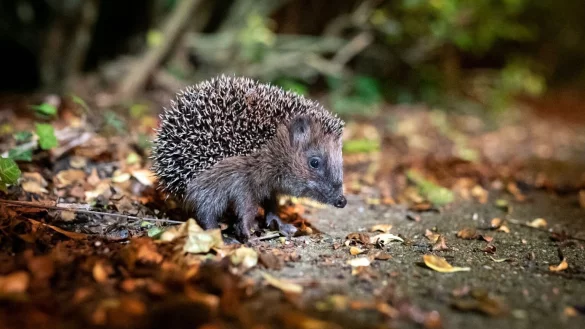 Wache Igel brauchen im Winter Unterst&uuml;tzung - &copy; Foto: Jonas Walzberg/dpa/dpa-tmn