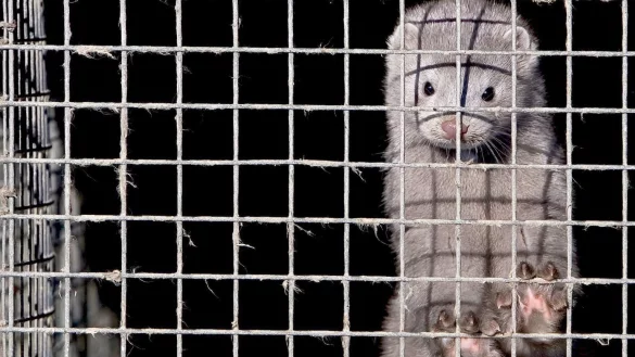 Nerze - &copy; Foto: epa Diego Azubel/EPA/dpa