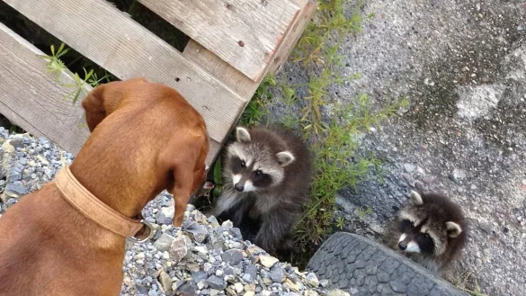 Dackel &bdquo;Hedwig" schaut auf zwei Waschb&auml;ren. Sie hat sich mit den Tieren nicht angelegt. Ein Terrier aber wurde bei einer Waschb&auml;rjagd in L&uuml;gde 2015 ausgerechnet durch einen J&auml;ger so schwer verletzt, dass er erblindete. - &copy; Jobst L&uuml;deking