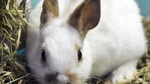 Kaninchenfutter - &copy; Foto: Jens Schierenbeck