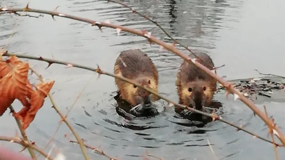 Nutrias erobern sich die Gew&auml;sser in Lippe zur&uuml;ck. - &copy; Axel B&uuml;rger