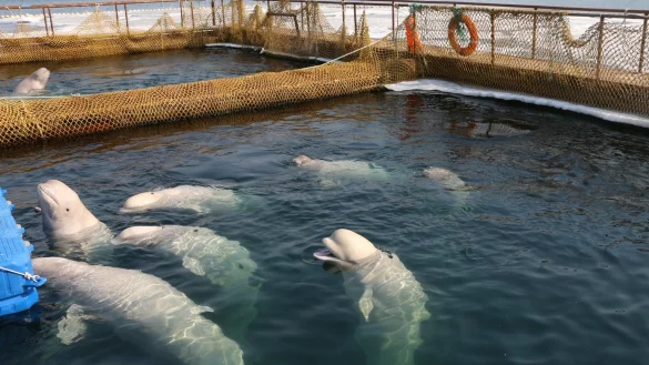 &laquo;Wal-Gef&auml;ngnis&raquo; - &copy; Foto: Vyacheslav Kozlov/Greenpeace/dpa