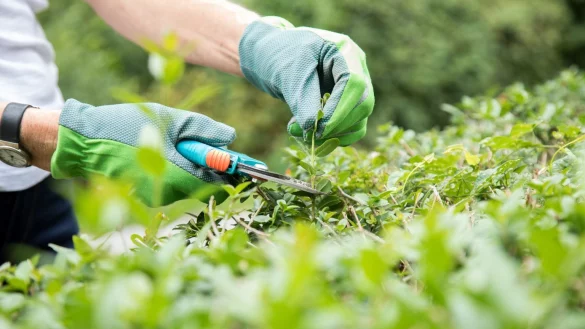 Hecken schneiden - &copy; Foto: Christin Klose/dpa-tmn