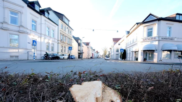 Dorthin kommt der neue Kreisverkehr - sechs Bäume wurden gefällt, die meisten davon laut Stadt krank. Es werden aber sechs neue Bäume gepflanzt. - © Sven Koch