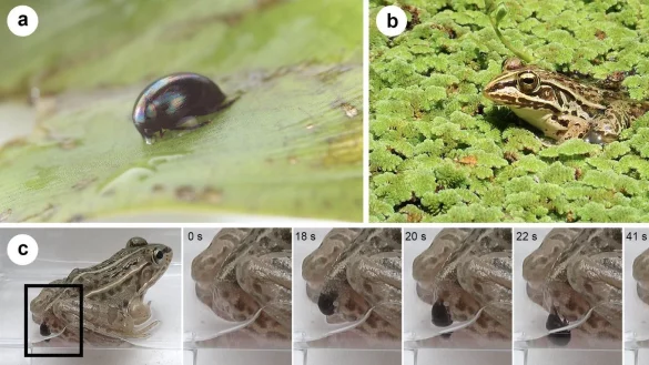 K&auml;fer entkommt Frosch - &copy; Foto: Shinji Sugiura/alphagalileo.org/dpa