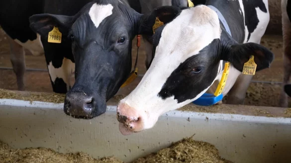 Milchk&uuml;he im Stall - &copy; Foto: Sebastian Willnow/dpa-Zentralbild/dpa
