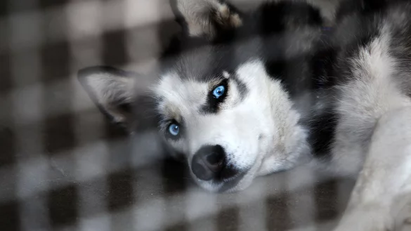 Strahlend blaue Augen: Das Bild zeigt einen der Huskies, nachdem er dem Isselhorster Ehepaar entzogen wurde. - &copy; Patrick Menzel