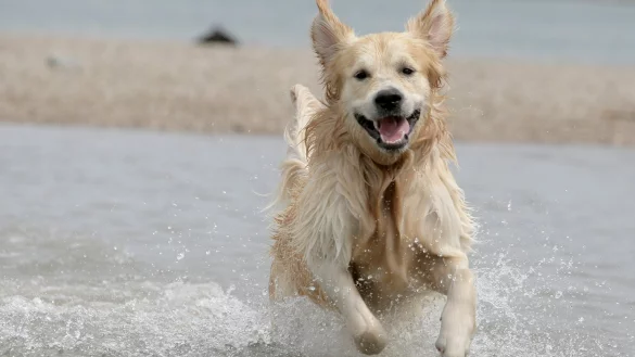 Hunde brauchen Zeit zum Absch&uuml;tteln - &copy; Foto: Fredrik von Erichsen/dpa