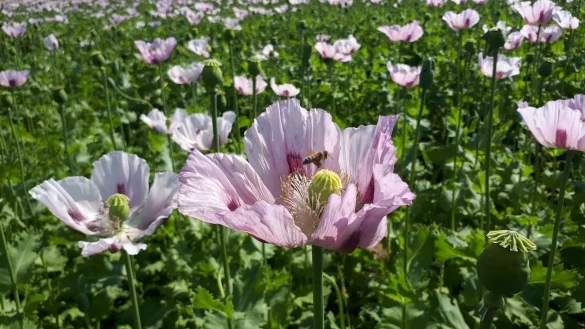 So sch&ouml;n hat der Mohn im vergangenen Sommer in Kalletal gebl&uuml;ht. - &copy; Nadine Uphoff