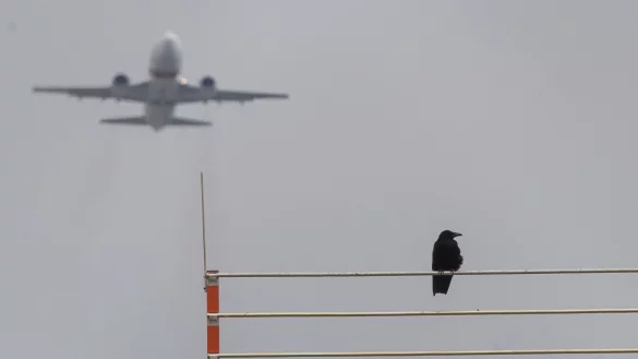 Vogelsch&auml;den im Flugverkehr - &copy; Foto: Sebastian Gollnow