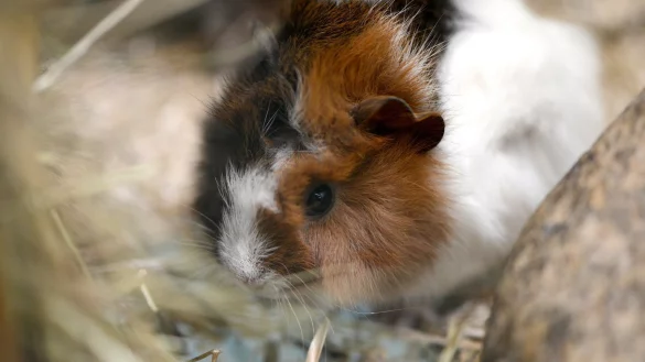 Luftspr&uuml;nge bei Meerschweinchen sind normal - &copy; Foto: dpa