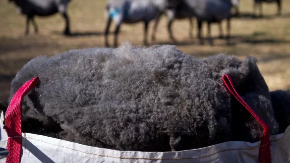 Schafswolle - &copy; Foto: Daniel Naupold