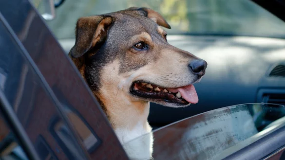 Hund im Auto - &copy; Foto: Markus Scholz/dpa-tmn