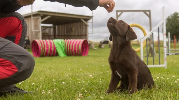 Leckerli - &copy; Foto: Benjamin Nolte/dpa-tmn