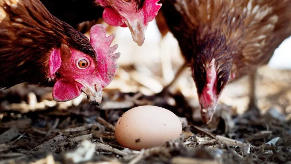 Hunderttausende Eier aus den Niederlanden sind bereits in NRW&nbsp;zur&uuml;ckgerufen worden, nun zieht der Skandal um belastete Eier weitere Kreise. - &copy; dpa