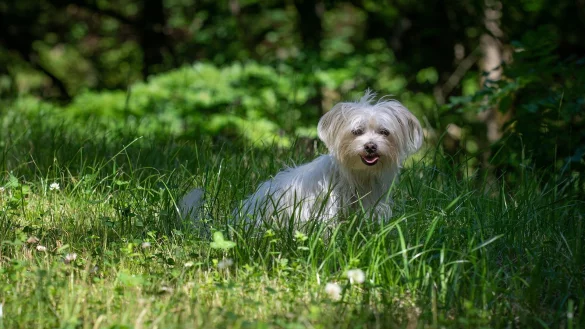 Eine Frau hatte ihren Hund in Bielefeld im Schatten mit Wasser an einen Zaun angebunden. - &copy; Symbolbild Pixabay