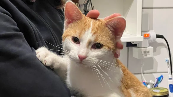 Kater "Rio" wurde im Warburger Baganhofsviertel Opfer einer grausigen Tat. - © Privat