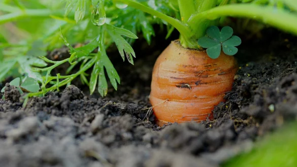 Dank Sonnenenergie wachsen Gem&uuml;se auf dem Acker schnell. - &copy; Symbolbild: Pixabay