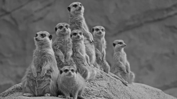 Erdm&auml;nnchen im Zoo Hoyerswerda - &copy; Foto: -/Zoo Hoyerswerda