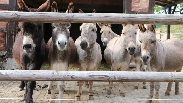 F&uuml;hlen sich wohl: Acht Esel leben zur Zeit auf dem Teuthof. Dazu kommt ein Maultier. - &copy; Yvonne Glandien