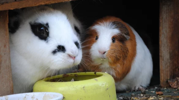 M&uuml;rrische Mitbewohner - &copy; Foto: Jennifer Jahns