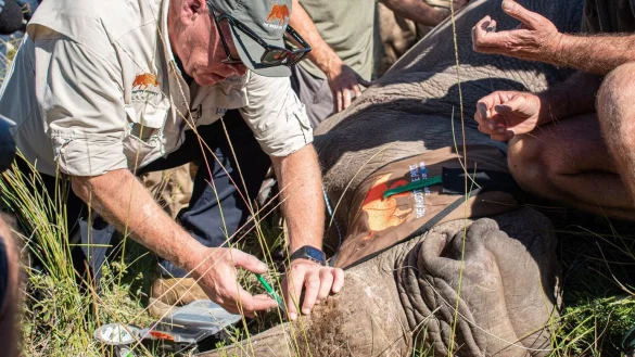 Kampf gegen Nashorn-Wilderer - &copy; Foto: Jessica Shuttleworth/University of the Witwatersrand/dpa