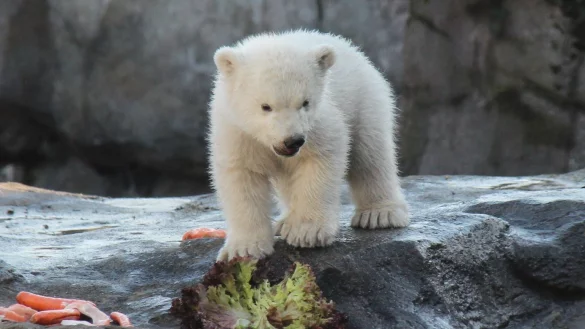 Eisb&auml;ren-Jungtier im Wiener Zoo erstmals im Au&szlig;engehege - &copy; Foto: Fabian Nitschmann/dpa
