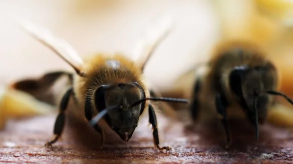Bienenimporte verz&ouml;gert - &copy; Foto: Soeren Stache/dpa-Zenbtralbild/dpa