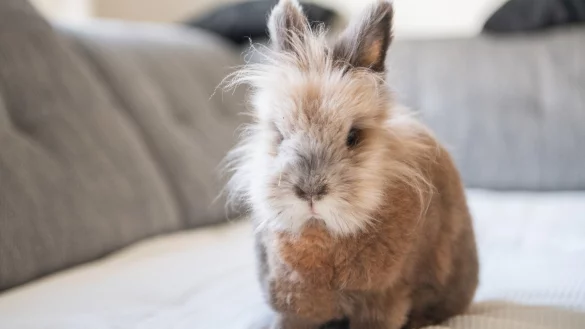 Kaninchen - &copy; Foto: Andrea Warnecke/dpa-tmn