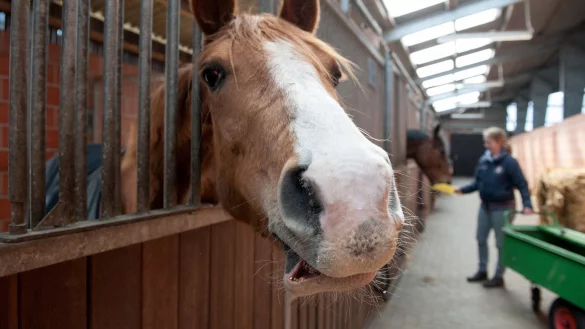 Pferd - &copy; Foto: Ingo Wagner