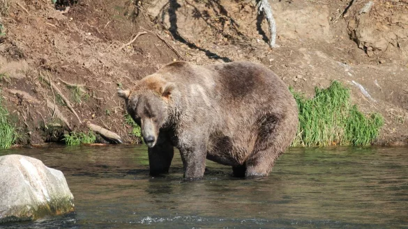 Fat Bear Week - &copy; Foto: -/Katmai Nationalpark /dpa