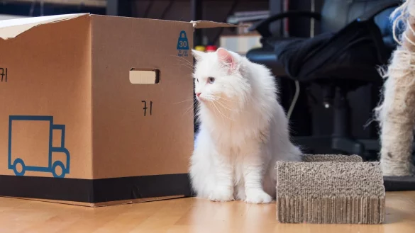 Umzug mit der Katze - &copy; Foto: Christin Klose/dpa-tmn