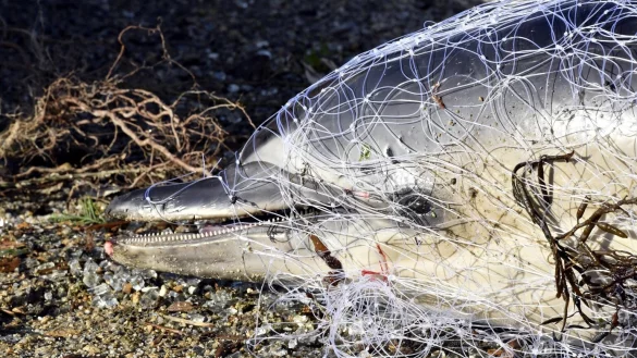 Verendet - &copy; Foto: Thierry Creux/Pelagis UAR3462 LRU/CNRS/dpa