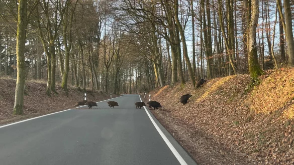 Zwischen Papenhausen und Brüntorf lief LZ-Redakteur Till Brand diese Wildschweinrotte über die Fahrbahn. - © Till Brand