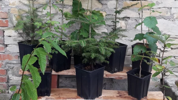 Der Zukunftswald braucht noch Unterstützer und Baumpaten, die die Setzlinge einpflanzen. - © GNS