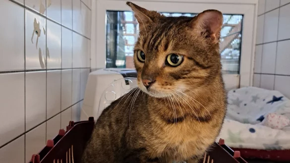 Der bengalische Kater Paul ist zehn Jahre alt. Vor mehr als zwei Jahren ist er plötzlich in Herford verschwunden – und jetzt in Gütersloh wieder aufgetaucht. - © Tierheim Gütersloh