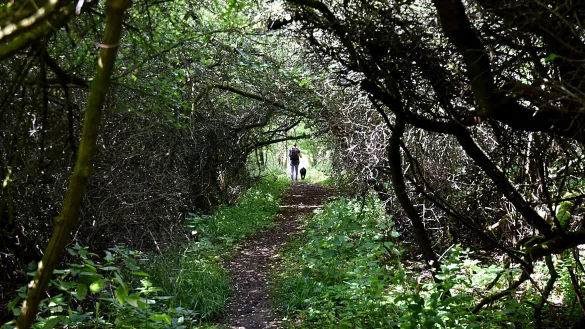 Wie im Märchen: Der Zwerg-Anton-Weg führt durch den Dornröschenwald. - © Benjamin Möller