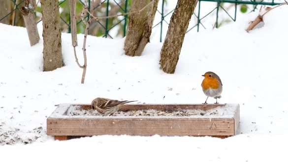 Vogel in Winterlandschaft - &copy; Foto: Andrea Warnecke/dpa-tmn