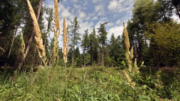 Bleibt unber&uuml;hrt:das Naturschutzgebiet Schwalenberger Wald - &copy; Bernhard Preuss