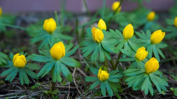 Winterlinge - &copy; Foto: Andrea Warnecke/dpa-tmn