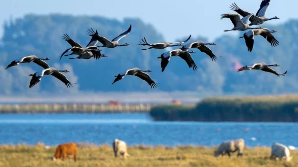 Kraniche in Mecklenburg-Vorpommern - &copy; Foto: Jens B&uuml;ttner/dpa/dpa-tmn