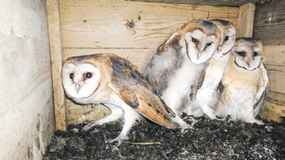 Vier Schleiereulen kauern sich in einem f&uuml;r sie aufgeh&auml;ngten Nistkasten zusammen. Doch immer h&auml;ufiger wird ihnen dort der Platz durch Turmfalken streitig gemacht. - &copy; Peter Frantzeck/Peter Franzeck/BUND Herford