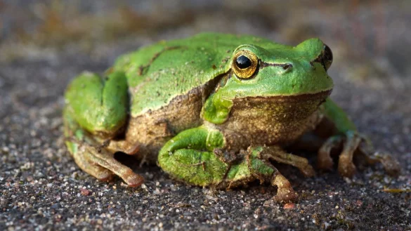 Frosch im Garten - &copy; Foto: Stefan Sauer